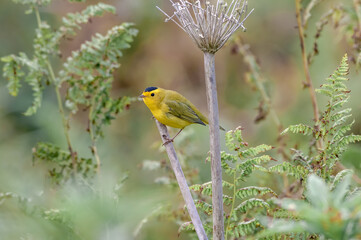 Wilson's Warbler (Wilsonia pusilla) male at Chowiet Island, Semidi Islands, Alaska, USA