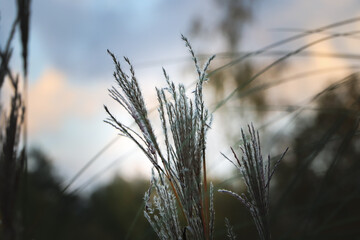 wheat field at sunset