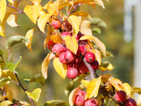 (Malus) Zierapfelbaum mit kleine herbstliche dekorative sattroten bis dunkelroten Fr&uuml;chte im leuchtenden gelbliches Laub, Herbstf&auml;rbung
