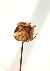 dried red rose flower isolated on white background