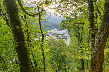 Obraz premium Trees in the mountain forest near Roza Khutor at evening time. Adler district. Russia.