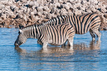 Fototapeta na wymiar Burchells zebras drinking water in a waterhole