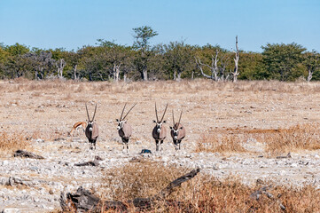 Oryx walking in northern Namibia