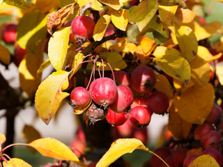 (Malus) Zierapfelbaum mit trauben von glänzenden und rötlichen kleinen Früchten mit leuchtend...