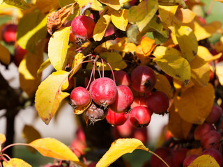 (Malus) Zierapfelbaum mit trauben von glänzenden und rötlichen kleinen Früchten mit leuchtend...