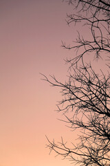 Bare tree branches and winter sunset. Selective focus.