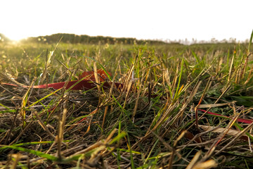 Detail of almost dry grass in a farm field in the north of Portugal in the evening sun