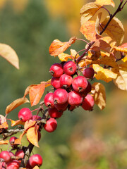 (Malus) Zierapfelbaum mit trauben von glänzenden und rötlichen kleinen Früchten mit leuchtend gelb verfärbte Laub im Herbst