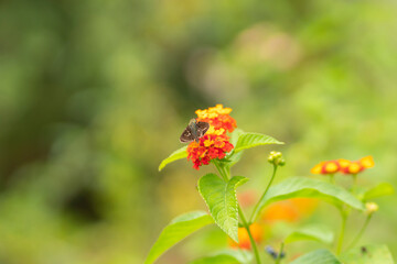 バーベナとイチモンジセセリ