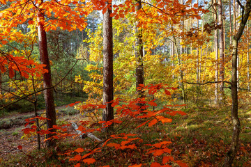 Colorful forest in october, yellow and red oaks, tall pines