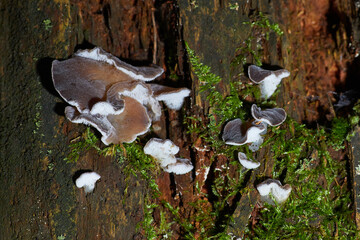 Auricularia cornea fungus (Hairy Jew’s Ear, Wood Ear, Cloud Ear) growing on a fallen tree trunk....