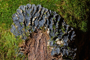 Dog lichen, Peltigera canina  growing on the green forest moss 