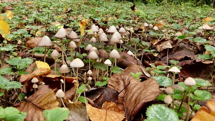 Pilze im herbstlichen Wald