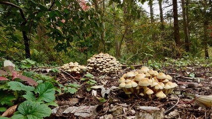 Pilze im herbstlichen Wald