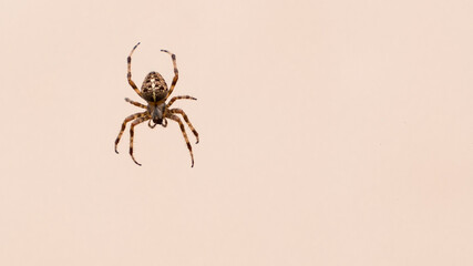 spider on a web