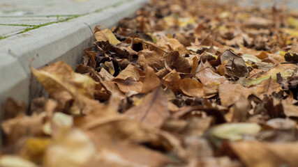 yellow leaves on the path