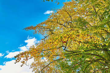 Herbstliche und bunte Blätter und blauer Himmel - schöne Stimmung