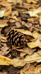 cones on the ground