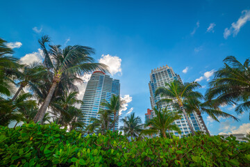 Fototapeta na wymiar Skyscrapers and palm trees in Miami Beach under a blue sky