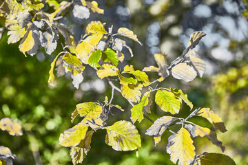 Herbstliche und bunte Blätter - schöne Stimmung
