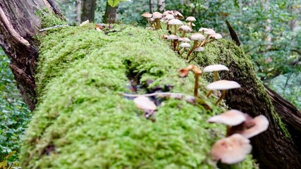 Pilze im herbstlichen Wald