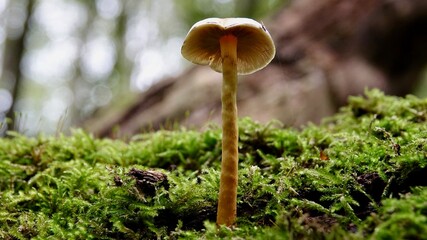 Pilze im herbstlichen Wald