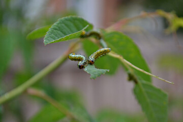 green caterpillar on a leaf