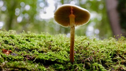 Pilze im herbstlichen Wald