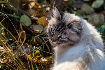 white homeless cat with blue eyes and gray face looking back and walking on grass