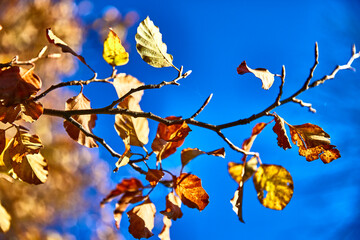 Herbstliche Blätter mit blauen Himmel - schöne Stimmung