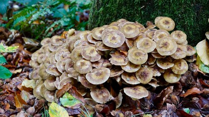 Pilze im herbstlichen Wald