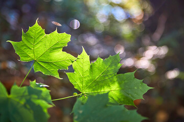 Herbstliche Blätter - schöne Stimmung