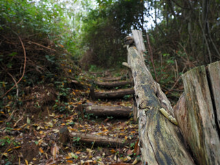 stair in a forest pathway