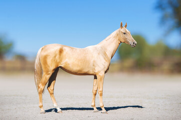 Full-length portrait of the Akhal-Teke salt horse. Young horse posing on blurred background