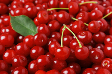 Side view of pile of ripe cherries with stalks and green leaves, small depth of focus.