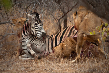 Lions feasting on Zebra they catch