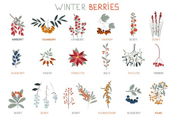 Winter berries. Perfect for winter decorations. Design elements. Collection of Vintage Merry Christmas And Happy New Year flowers. Christmas floral collection with winter decorative plants.