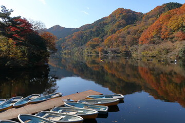 秋色に染まった間瀬湖 (埼玉県本庄市)(秋/紅葉)