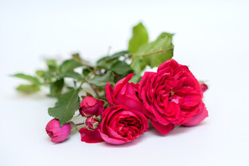 red garden roses on a neutral background
