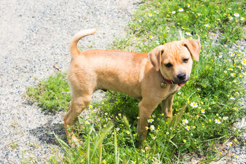 cute puppy in a flower meadow