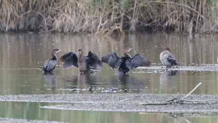 Group of Pygmy Cormorant (Microcarbo pygmaeus) on salt river in Azerbaijan