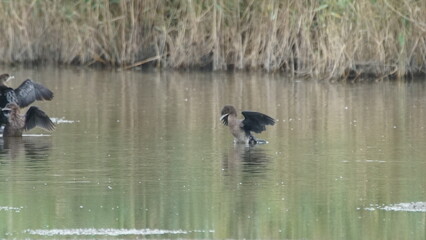 Group of Pygmy Cormorant (Microcarbo pygmaeus) on salt river in Azerbaijan