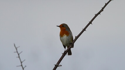 European robin (Erithacus rubecula), known simply as the robin or robin redbreast sitting on Punica, Azerbaijan