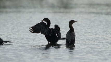Group of Pygmy Cormorant (Microcarbo pygmaeus) on salt river in Azerbaijan