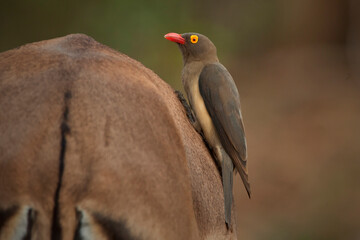 Red billed Oxpecker oin animal