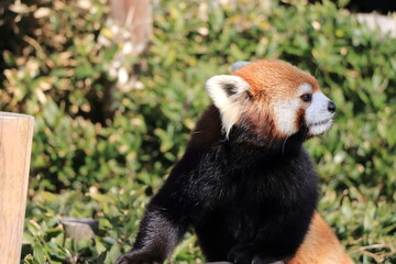 red panda eating bamboo