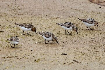 Sanderling (Calidris alba) in Barents Sea coastal area, Russia