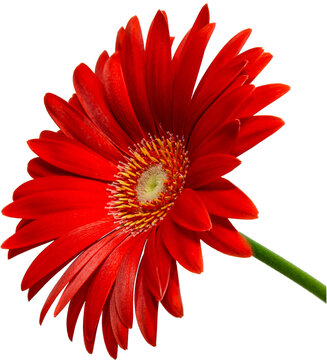 rote Gerbera Bl&uuml;te Seitenansicht, freigestellt mit transparenten Hintergrund, 2
