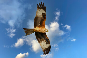 Brown eagle flying in the blue sky