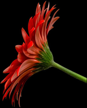 rote Gerbera Blüte Seitenansicht, freigestellt mit schwarzen Hintergrund
